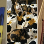 Знайдіть кішку: 15 фото, на яких вихованці злилися з оточенням