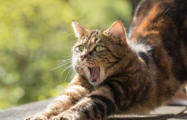 Если глаза кошки открыты - это агрессия.