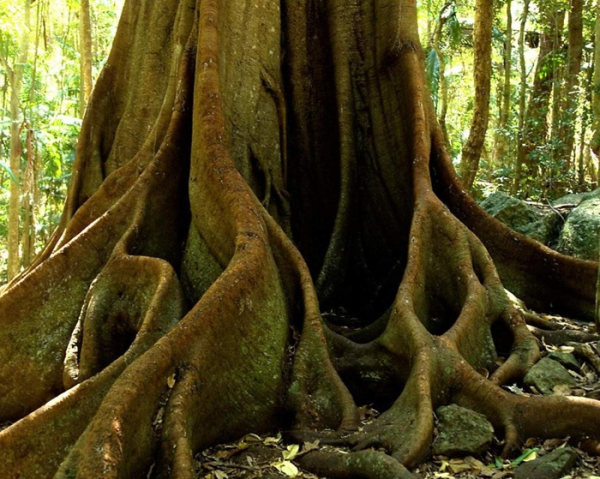Растения нуждаются в углекислом газе, но не в таких количествах, в каких его вырабатывает человечество.