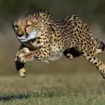Яка швидка істота на Землі: і це не гепард