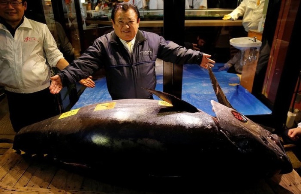 Действительно дорогой тунец.