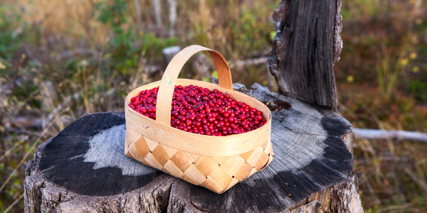 Gde rastyot klyukva i kogda eyo sobirat'