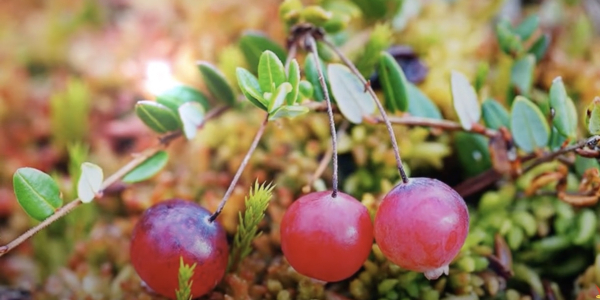 Где растёт клюква