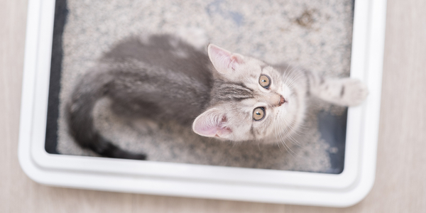 Как создать условия для домашней кошки: подберите подходящий лоток