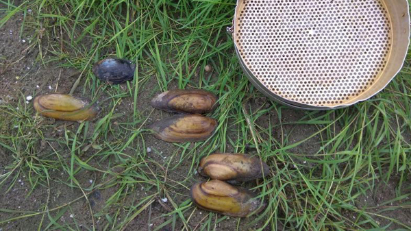 Перловиці жили в 150 російських водоймах. / Фото: rus-uv.ru Перловицы водились в 150 российских водоемах. / Фото: rus-uv.ru