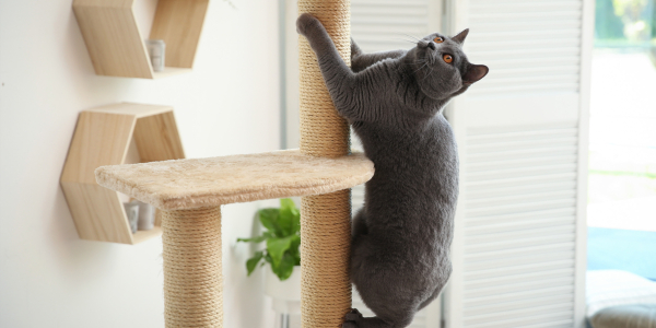 І будинок цілий, і кішка щаслива. Як зробити житло комфортним&hellip;