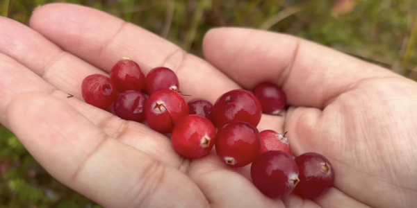 Где растёт ягода клюква