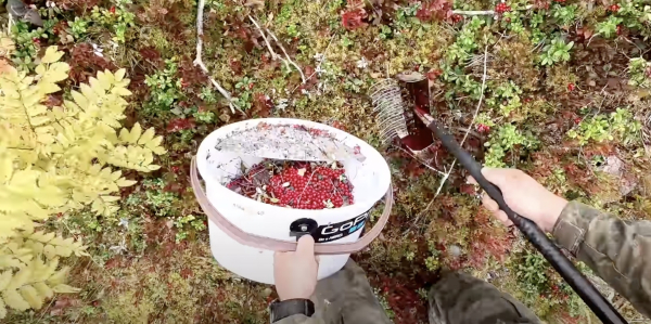 Когда и как собирать клюкву: используйте грабельки