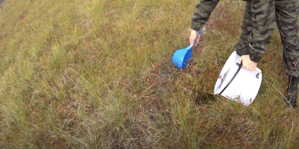 Когда и как собирать клюкву: используйте грабельки