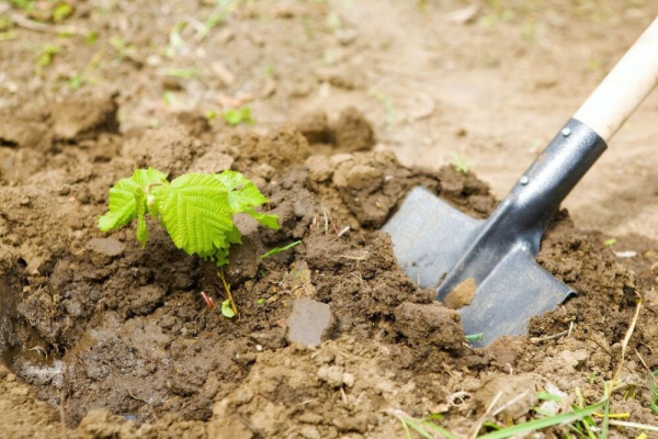 Які роботи чекають на дачі на початку літа?