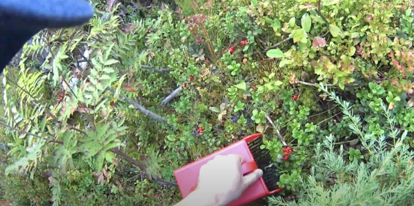 Когда и как собирать клюкву: воспользуйтесь плодосборником