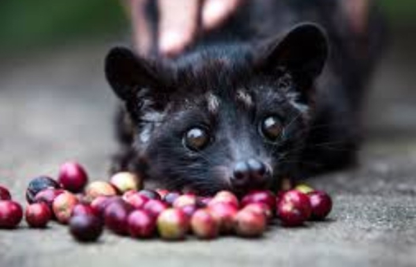 Очень странный способ получить дорогой кофе.
