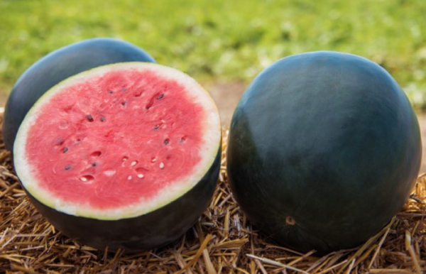 Японские дорогие арбузы.