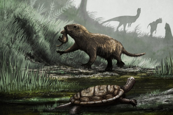 Млекопитающие появились ещё до динозавров. /Фото: nytimes.com