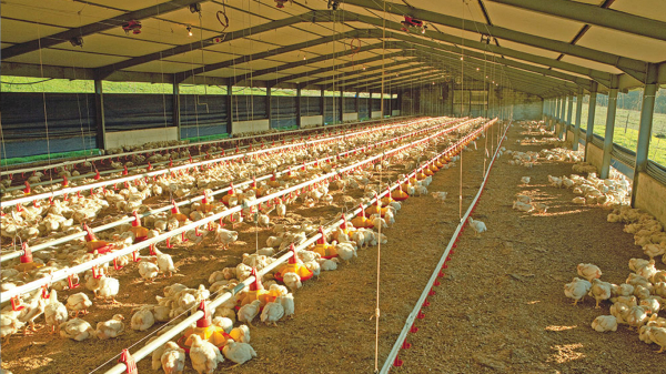 На птахофабриках США проводили перевірки якості. / Фото: navesm.ru На птицефабриках США проводили проверки качества. / Фото: navesm.ru