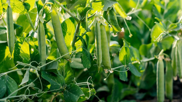 Горошек стали консервировать в нашей стране в 19 веке. / Фото: pogoda.mail.ru 