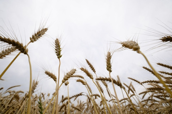 Чтобы урожай был достаточным, с засухой борятся управлением осадками. /Фото: bloomberg.com