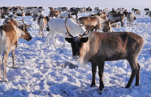 Россия – один из лидеров. /Фото: korovainfo.ru. 