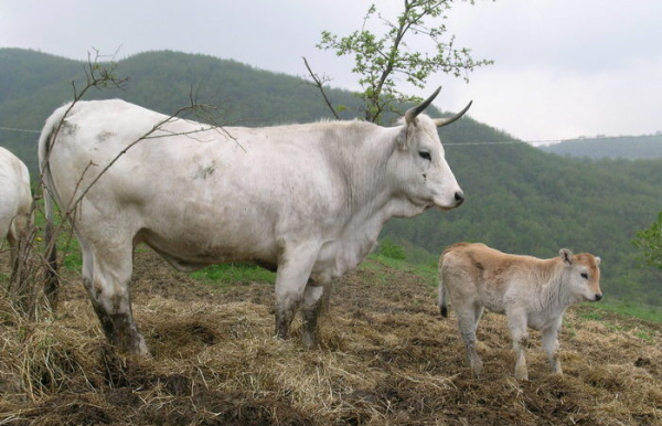 В первую очередь аграриев интересуют бычки. /Фото: braciamiancora.com. 