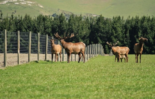 Мясо дорогое? Смотря где. / Фото: red-deer-ru.livejournal.com. 
