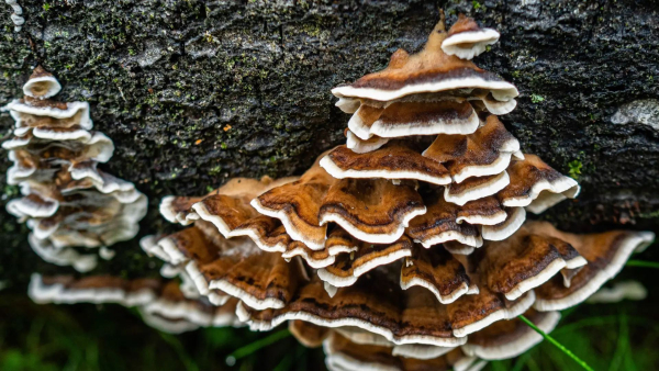 Съедобный гриб Trametes versicolor.  Фото: interestingengineering.com.