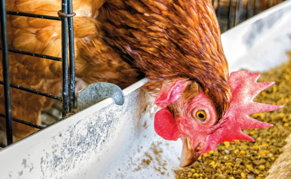 Все залежить від харчування. Фото:istockphoto.com Всё зависит от питания Фото:istockphoto.com