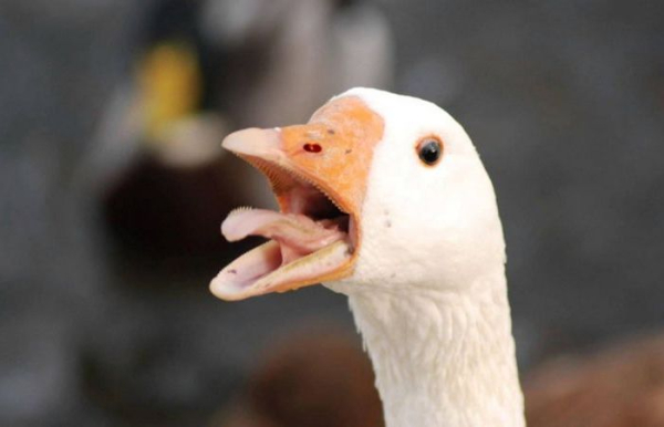 Справа не до смаку: чому гусячі яйця не знайдеш при&hellip;