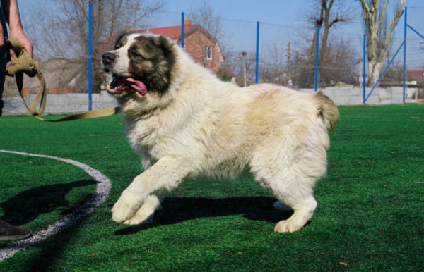 Алабай отличная собака. /Фото: istockphoto.com. 