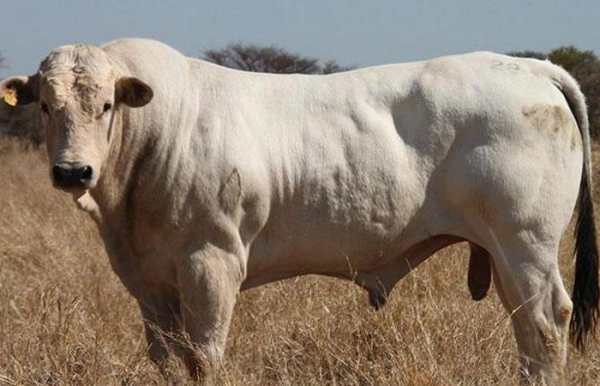 Разводятся ради мяса. /Фото: YouTube.com. 