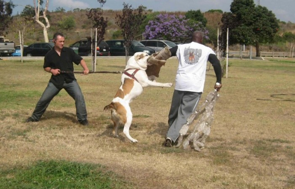 С собакой придётся работать. /Фото: dubna.ru. 