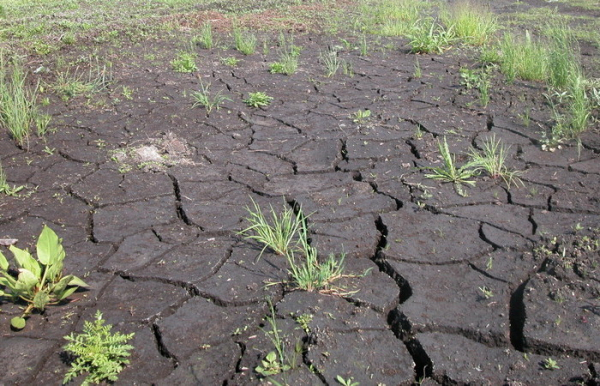 Ціна прогресу: чим для Росії обернулося масове осушення боліт у…