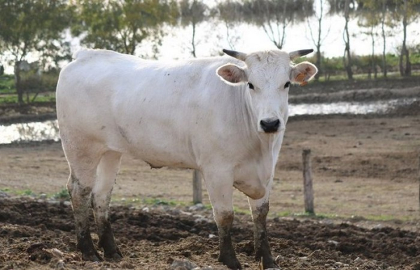 Поучаствовала в создании многих современных мясных пород. /Фото: poknok.art. 