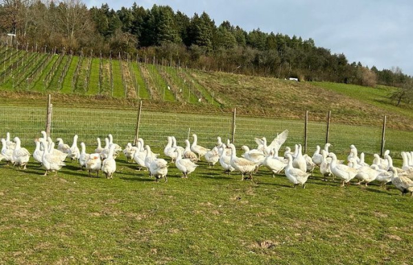 У гусей очень непросто диагностировать сальмонеллёз. /Фото: YouTube.com. 
