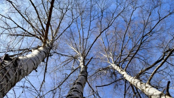 Яке дерево доречне у лазні?