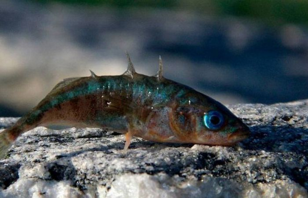 Спасительница Ленинграда. /Фото: bolshoyvopros.ru. 