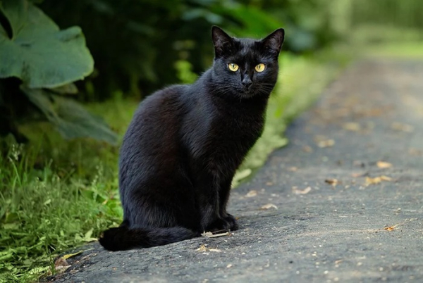 Дурная слава о чёрных кошках уже тысячу лет не угасает. /Фото: feliway.com.au