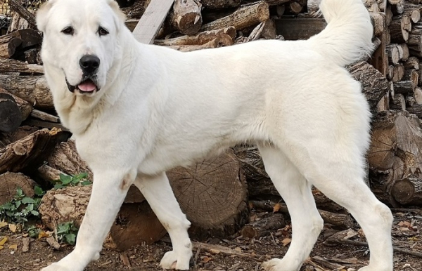 Верный друг, надёжный товарищ. /Фото: wiki2.org. 