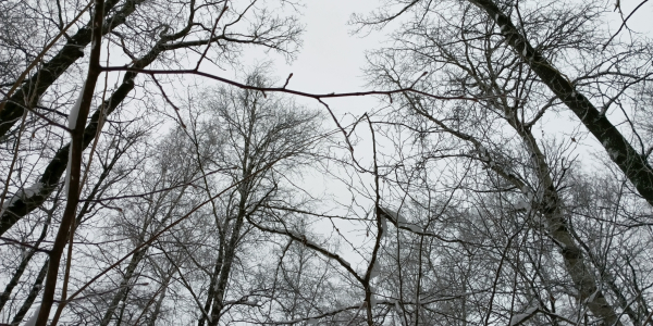 Знімки на TECNO MEGAPAD Pro