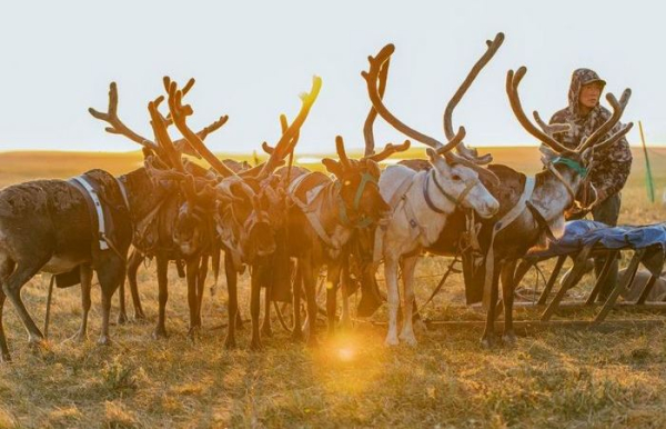 Чому на прилавках немає ні грама оленини, якщо в Росії живе понад…