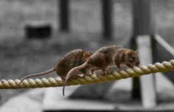 Высокая чувствительность помогает грызунам спастись.