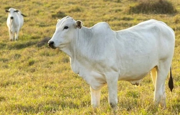 Телята рождаются бурыми. /Фото: officelife.media. 