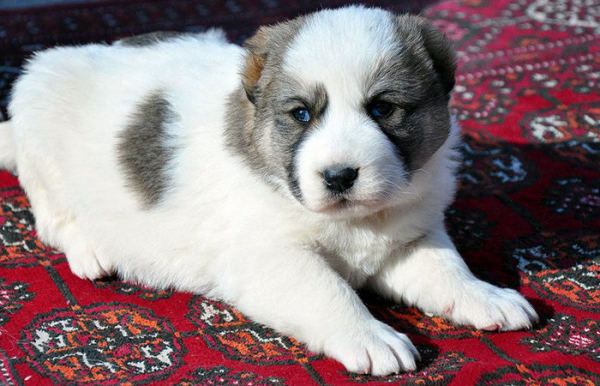 На самом деле не хуже других. /Фото: turkmenistan.gov.tm. 