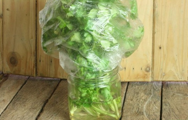 Накрийте банку поліетиленовим пакетом. / Фото: snus-outlet.ru Накройте банку полиэтиленовым пакетом. / Фото: snus-outlet.ru