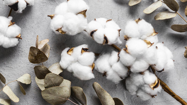 В США впервые изготовили вареный хлопок. / Фото: chelyabinsk.laprima.ru 
