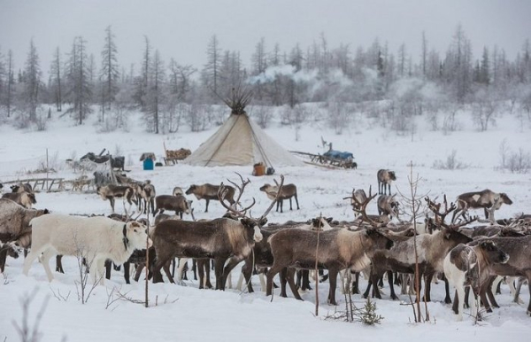 Оленей разводят в нескольких местах. /Фото: naked-science.ru. 