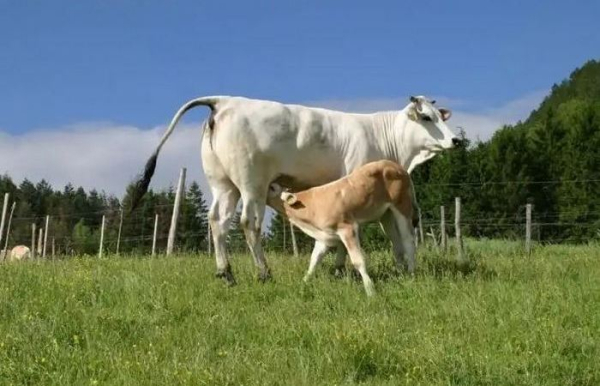 А вот молока даёт совсем немного. /Фото: valdichianaoggi.it. 