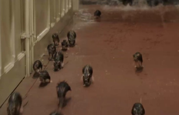 Из трюмов они бегут на верхние палубы.