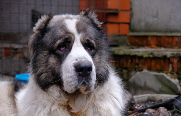 Важить як господар і їсть за п'ятьох: що ще потрібно знати про&hellip;