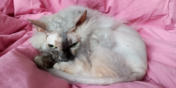 Знімки на TECNO MEGAPAD Pro