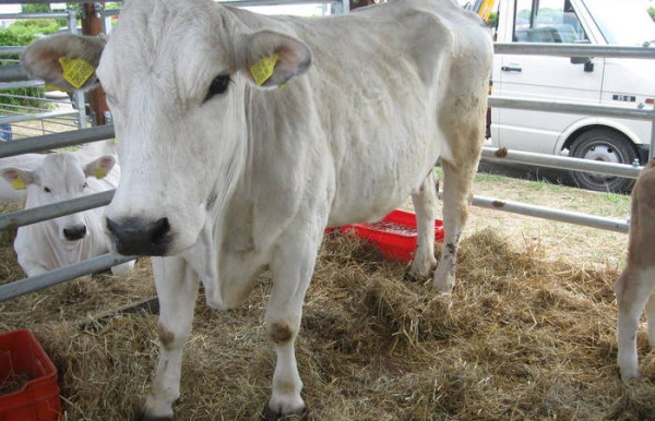 Населяют Италию со времён Древнего Рима. /Фото: en.wikipedia.org. 